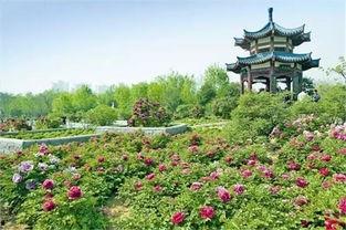 洛阳植物园爆料视频播放 第2张 洛阳植物园爆料视频播放 第2张